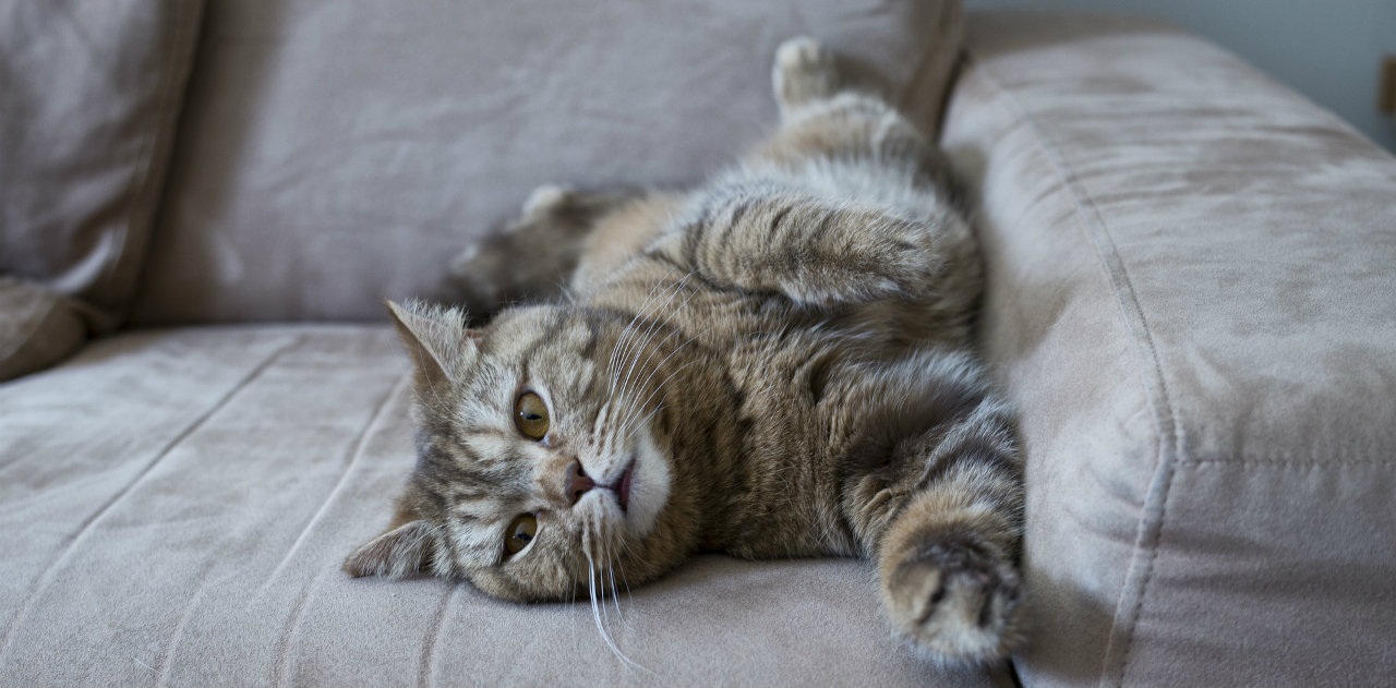 graffi del gatto sul divano